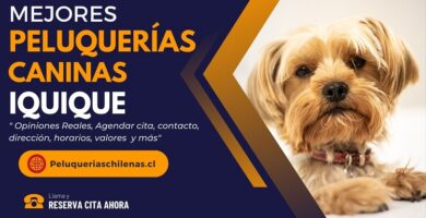 Peluquerías Caninas en Iquique