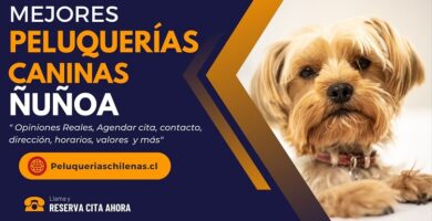 mejores Peluquerías Caninas en Ñuñoa Chile