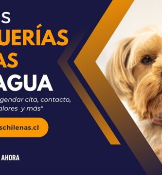 Mejores Peluquerías Caninas en Rancagua Chile