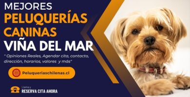 Peluquerias Caninas en Viña del Mar Chile