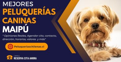 Peluquerías Caninas en Maipú